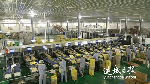 實(shí)施鄉(xiāng)村振興的新支撐 我市加快推進(jìn)農(nóng)產(chǎn)品精深加工產(chǎn)業(yè)高質(zhì)量發(fā)展